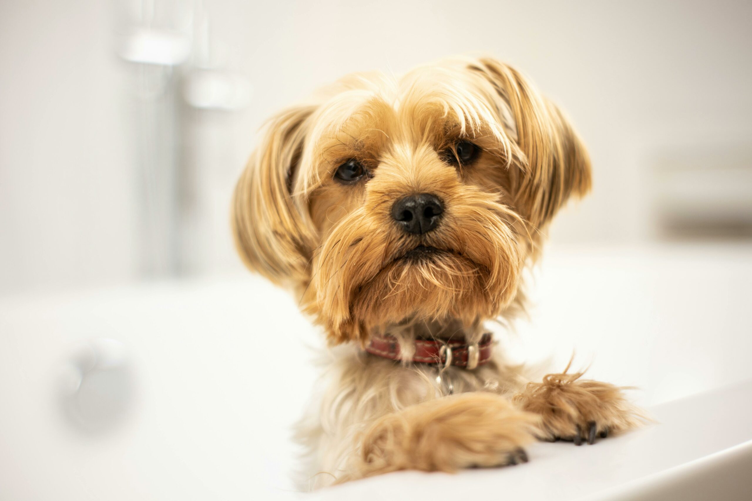Grooming para cães em setubal, quinta do anjo Grooming para cães em setubal, quinta do anjo