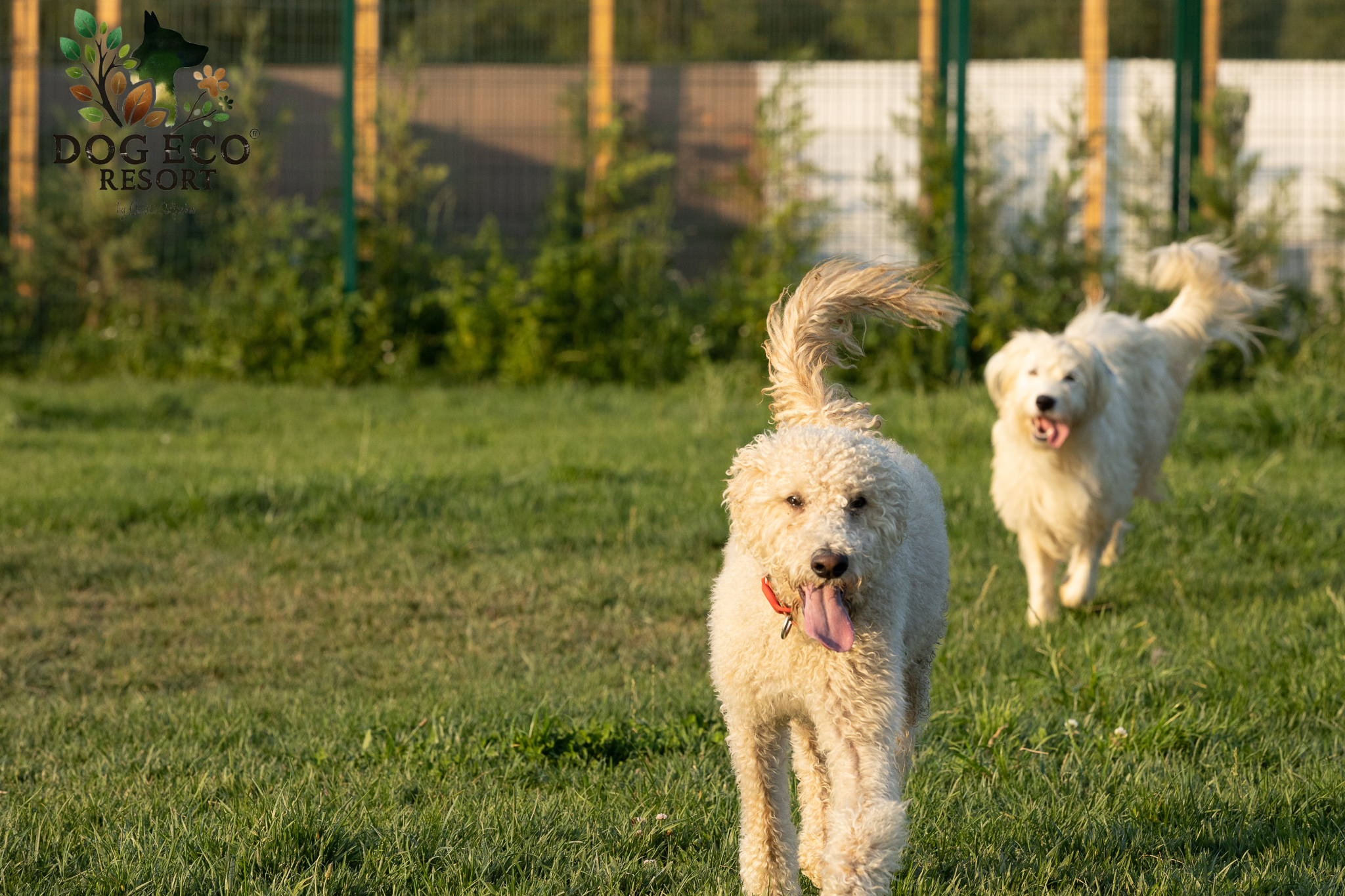 Creche canina setubal