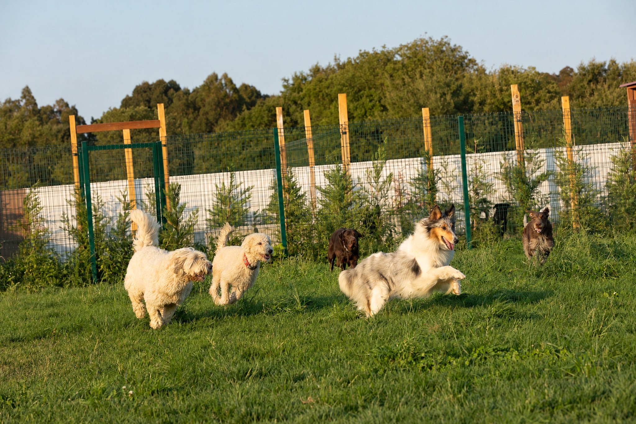 Cães a brincar no campo do ATL do Dog Eco Resort