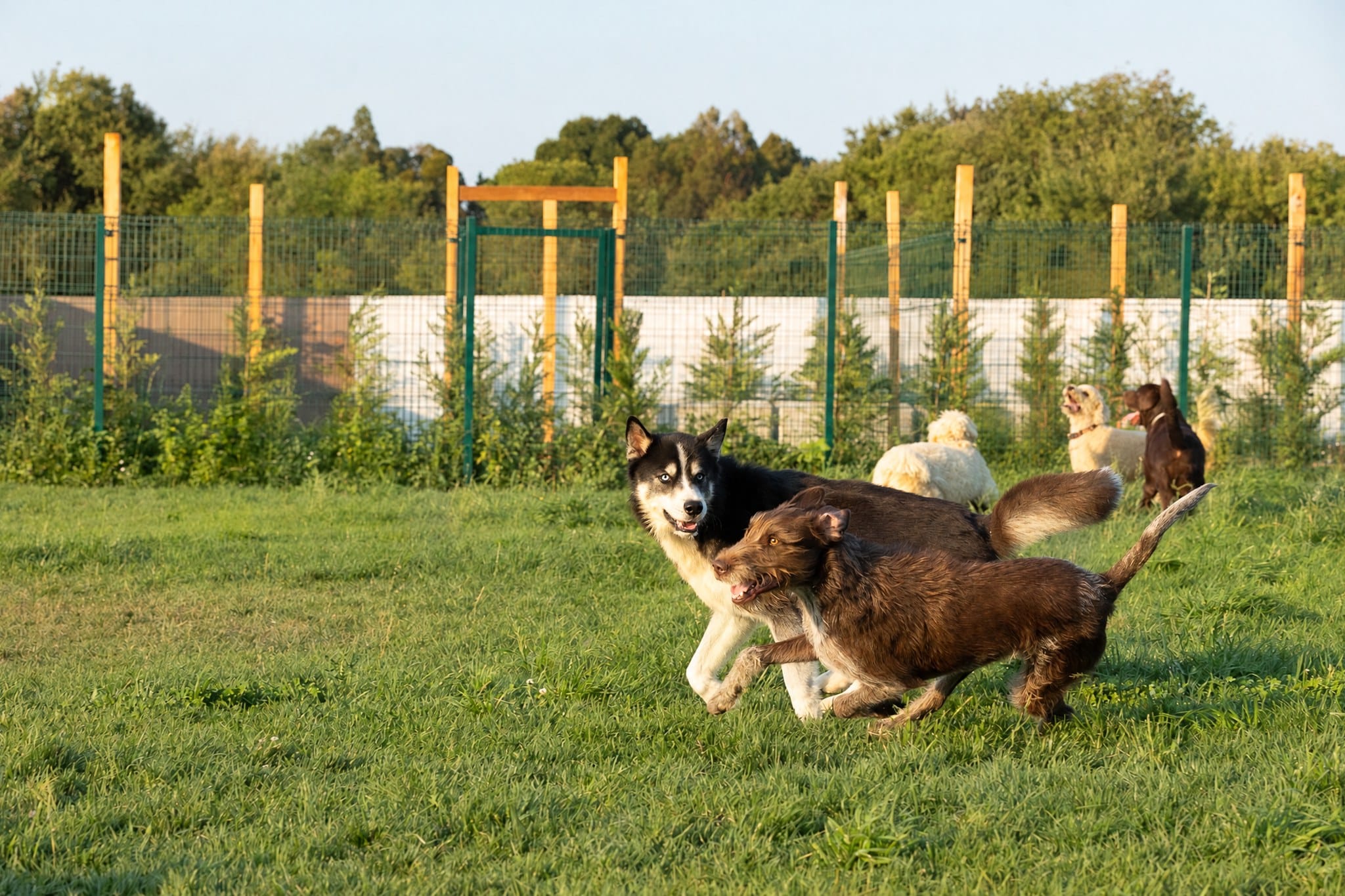 Dois cães a brincar no campo do Dog Eco Resort