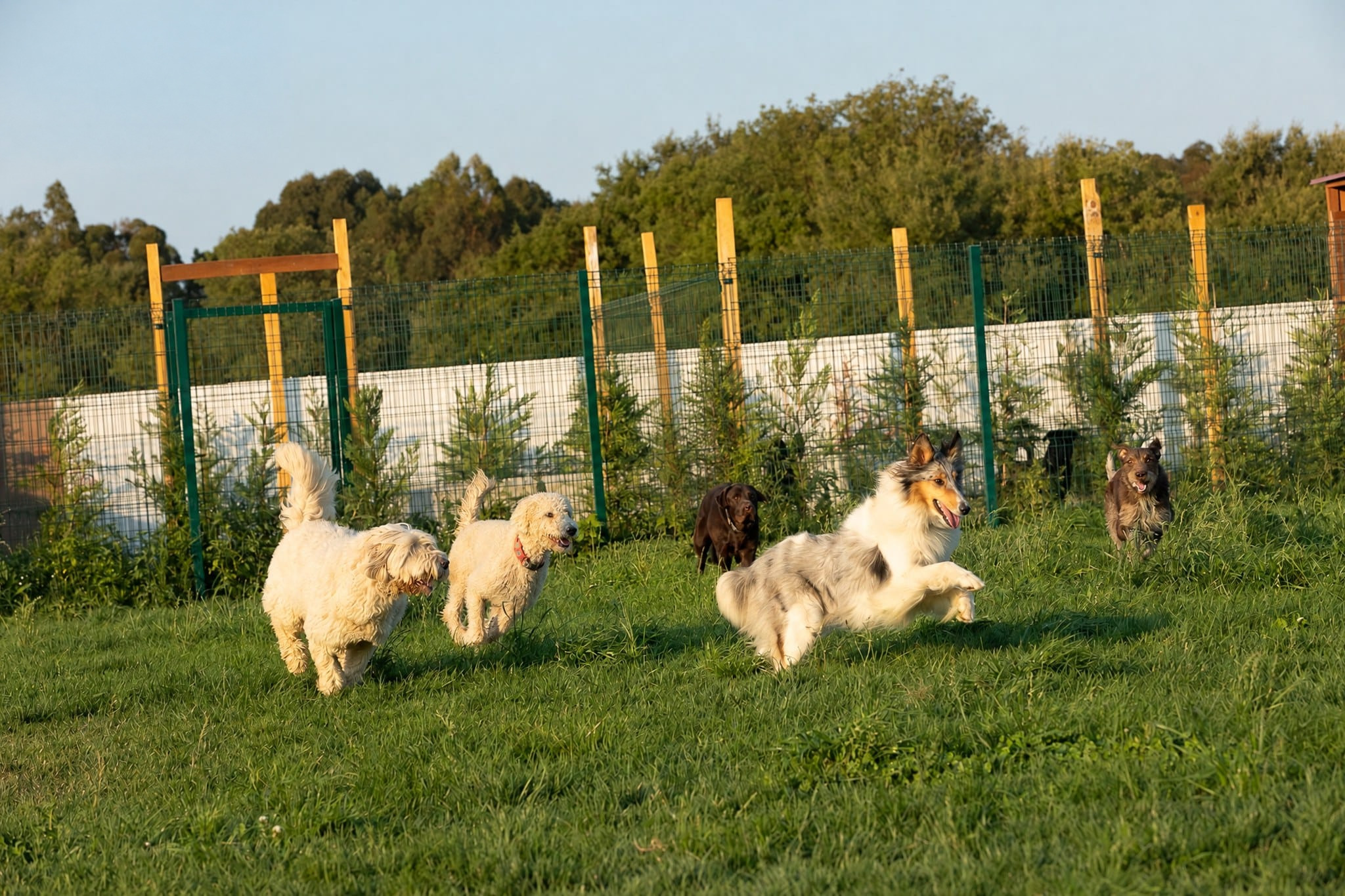 Cães a correr soltos no campo do Dog Eco Resort, acompanhados por um membro da equipa