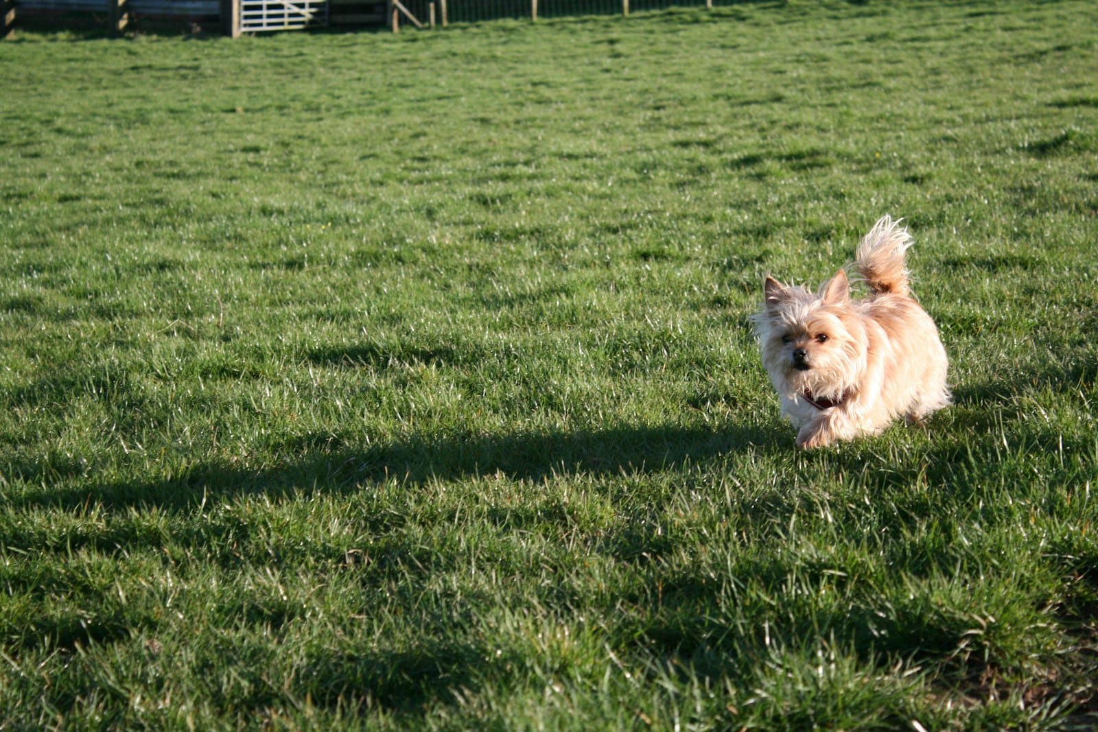 Cão a correr feliz no campo do Dog Eco Resort