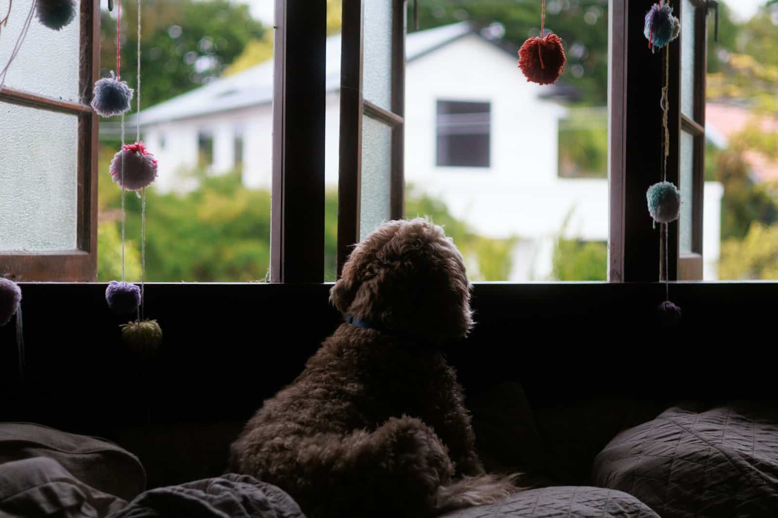 Cão à espera junto à janela — ansiedade de separação Cão deitado junto à porta, um dos sinais de ansiedade de separação em cães