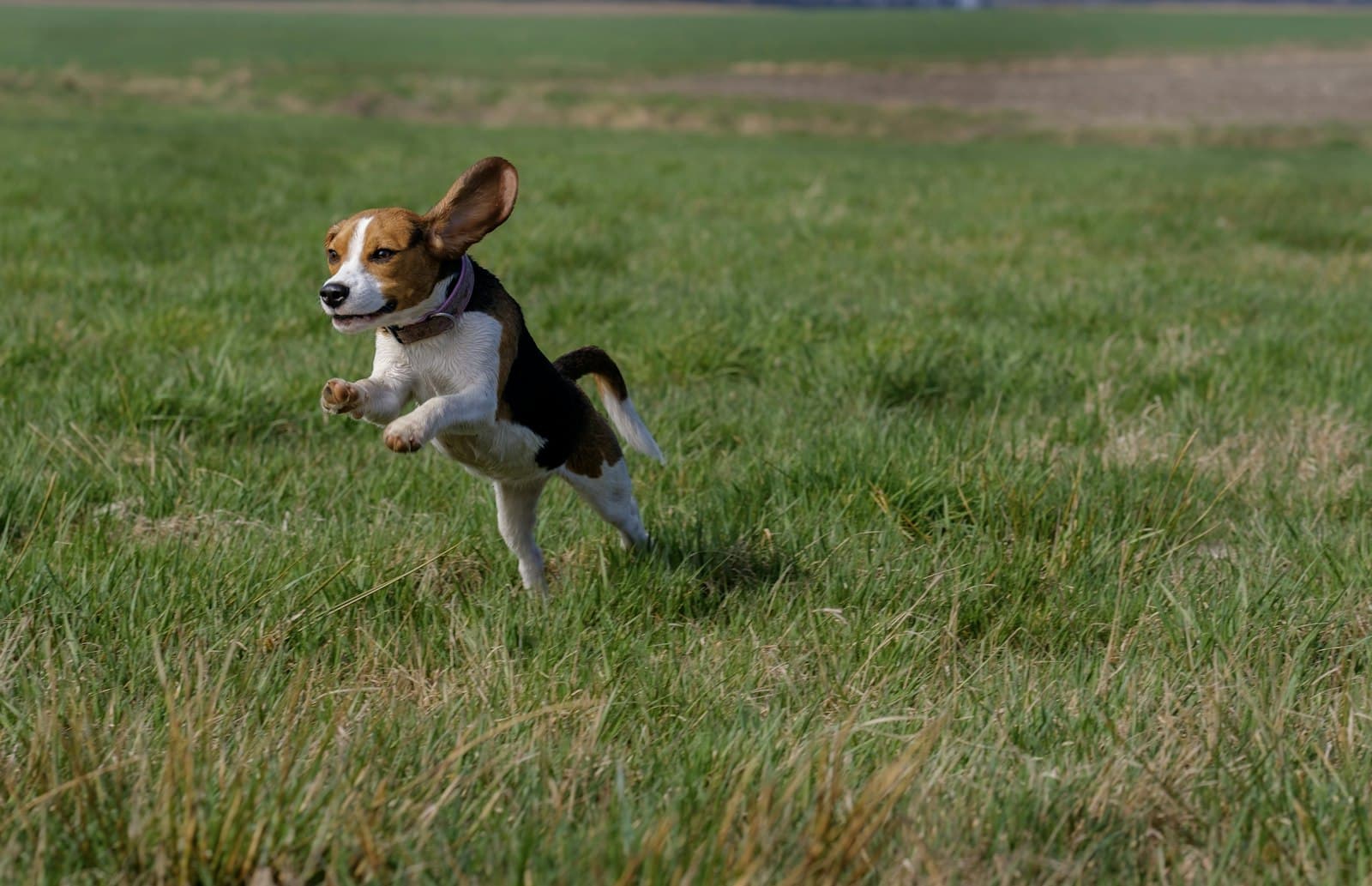 Cão feliz a saltar no campo — férias Cão feliz a saltar num campo verde