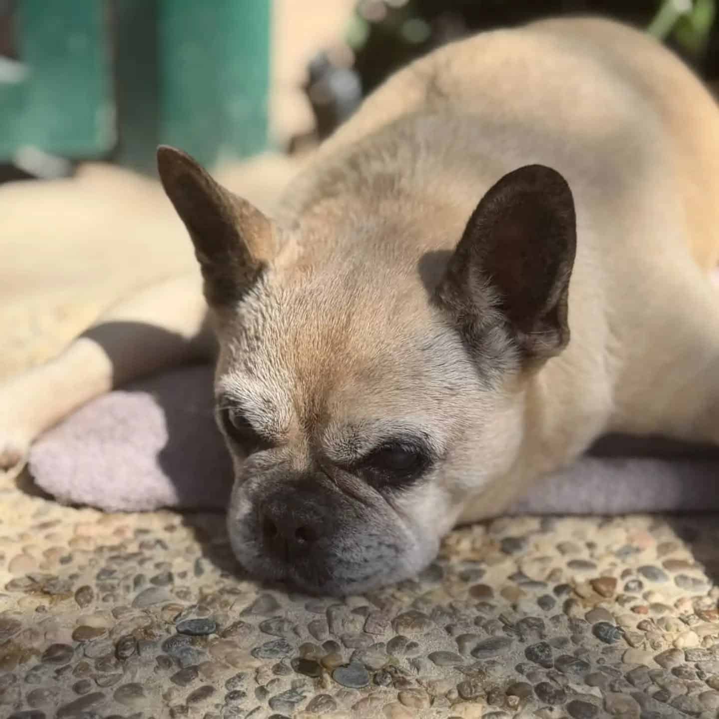 Bulldog francês a descansar no Dog Eco Resort