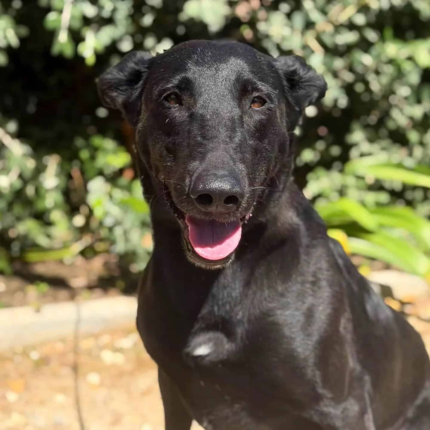 Cão preto feliz à chegada ao ATL do Dog Eco Resort