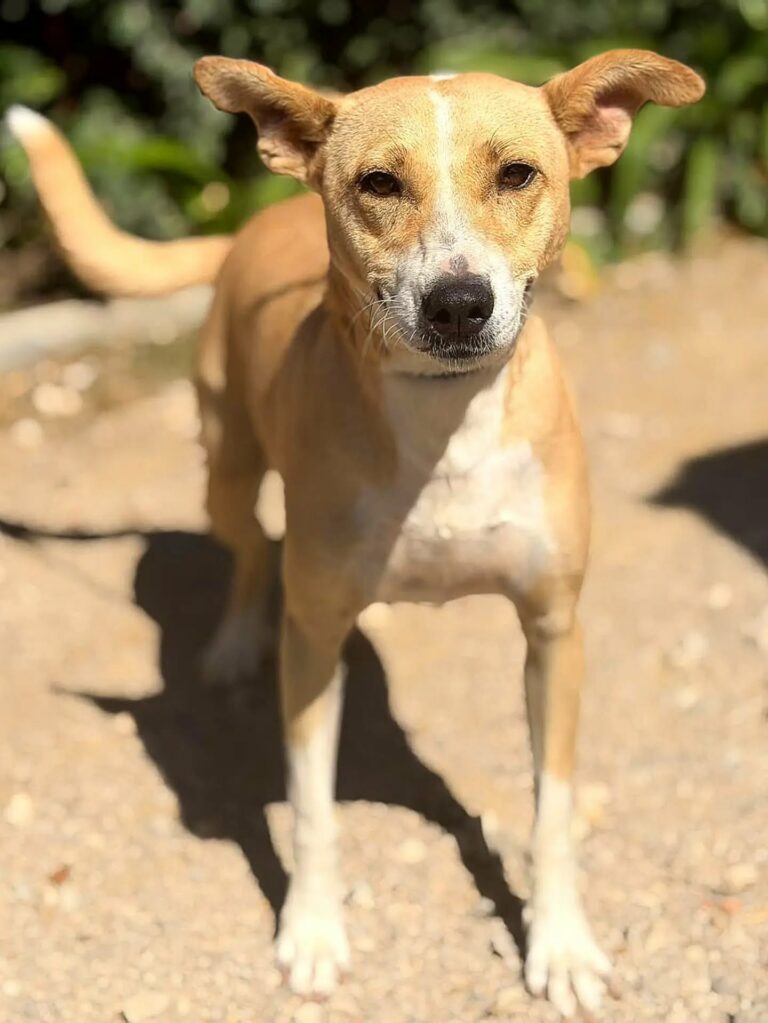 Hotel para cães em Loures: um hóspede do Dog Eco Resort, na Quinta do Anjo, a 46 km