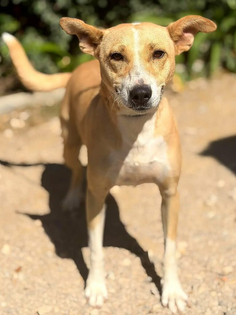 Hotel para cães na Moita: um hóspede do Dog Eco Resort, na Quinta do Anjo, a 14 km