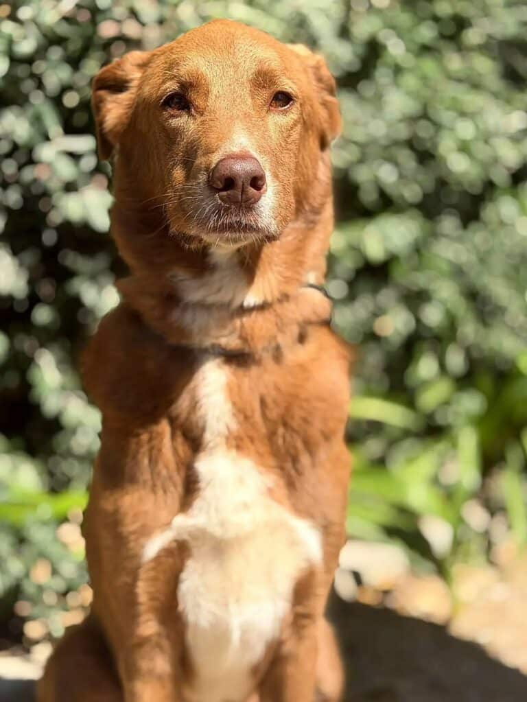 Hotel para cães na Costa da Caparica: um hóspede do Dog Eco Resort, na Quinta do Anjo, a 29 km