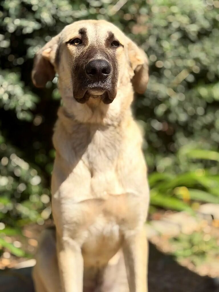 Hotel para cães em Corroios: um hóspede do Dog Eco Resort, na Quinta do Anjo, a 21 km