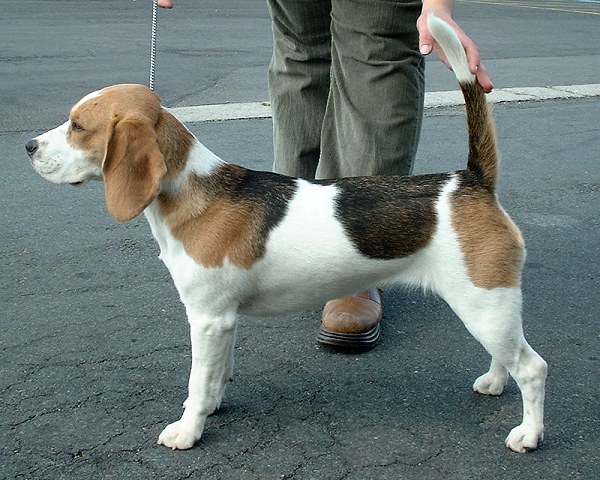 Beagle adulto — cão de caça de pista (sabujo), porte médio-pequeno