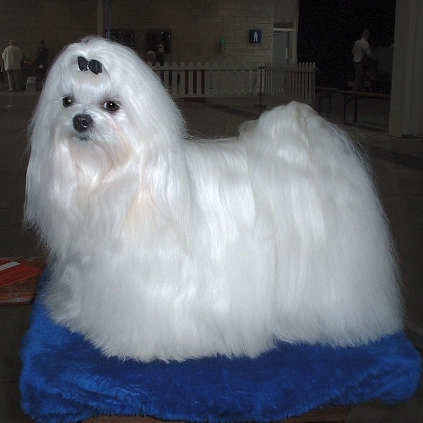 Bichon Maltês