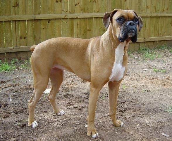 Boxer adulto — molossóide de tipo dogue, porte grande