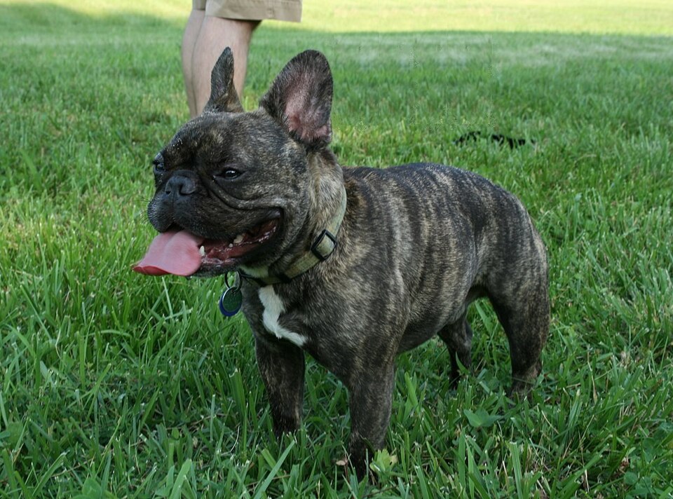 Bulldog Francês