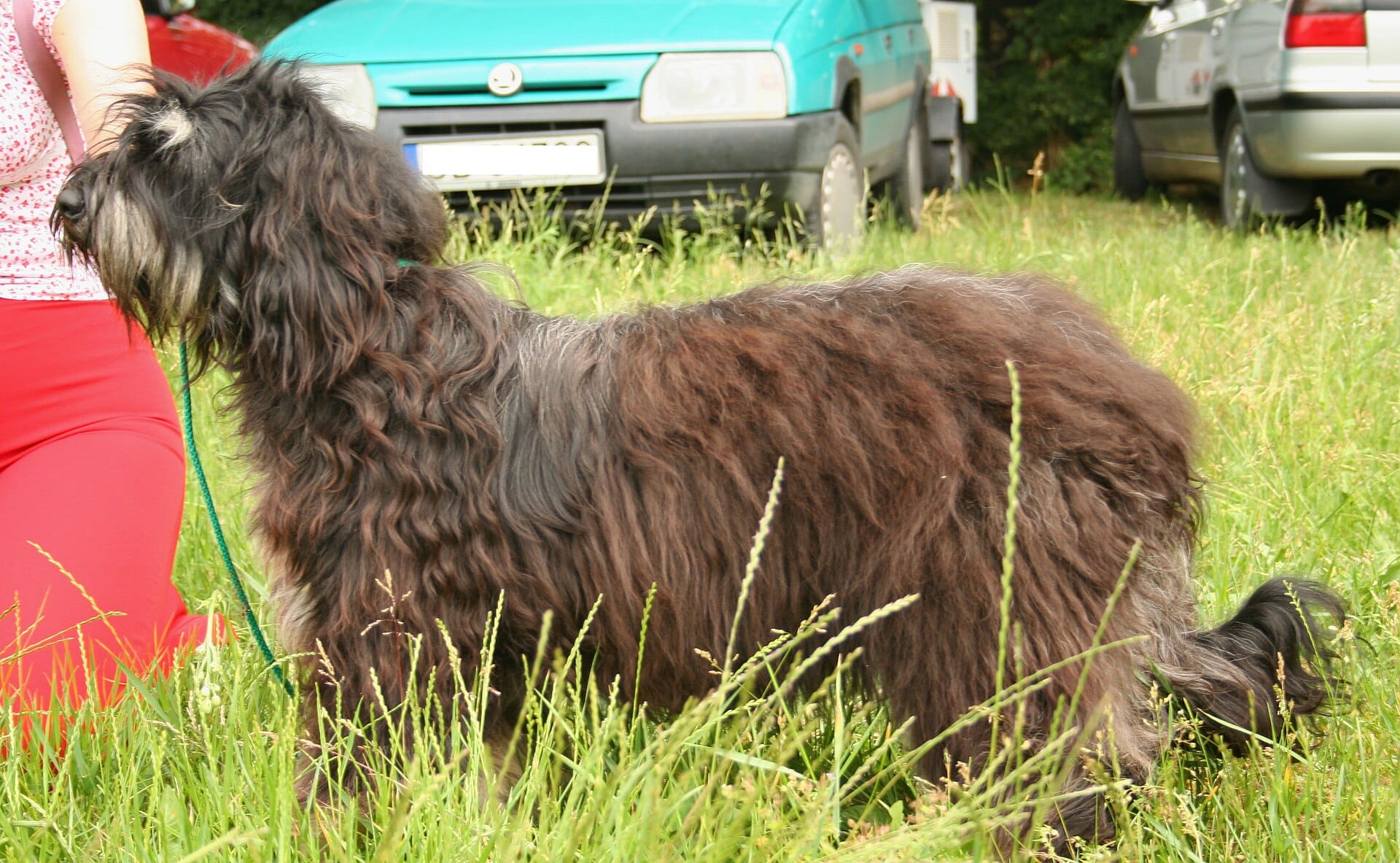 Cão da Serra de Aires