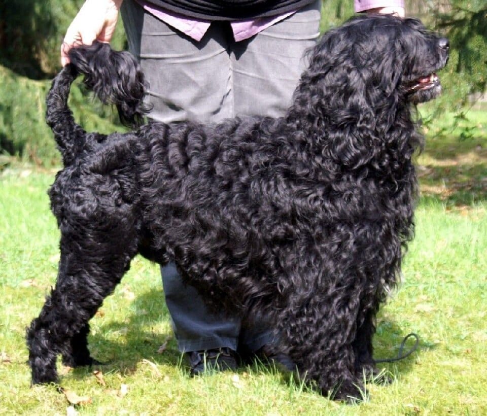 Cão de Água Português