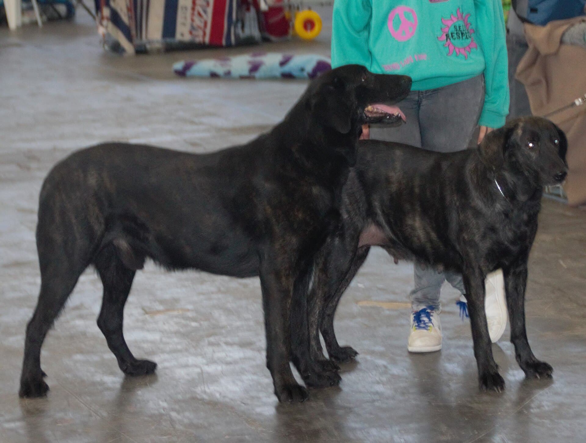 Cão de Castro Laboreiro