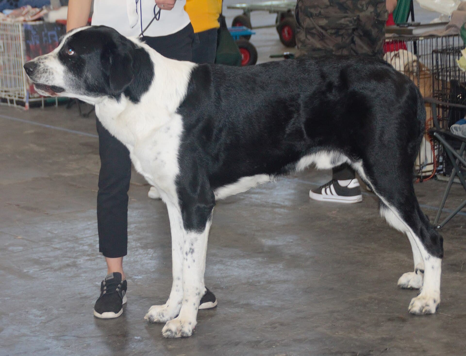 Cão de Gado Transmontano