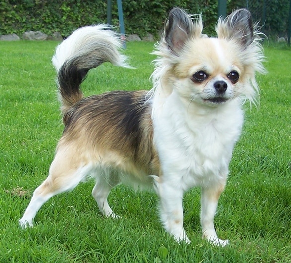 Chihuahua