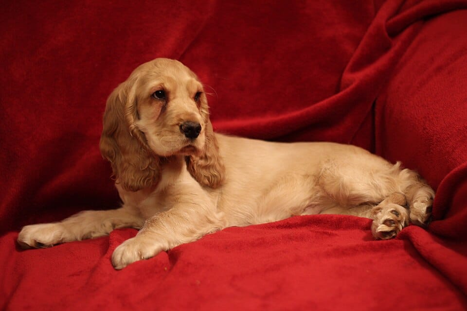 Cocker Spaniel Inglês