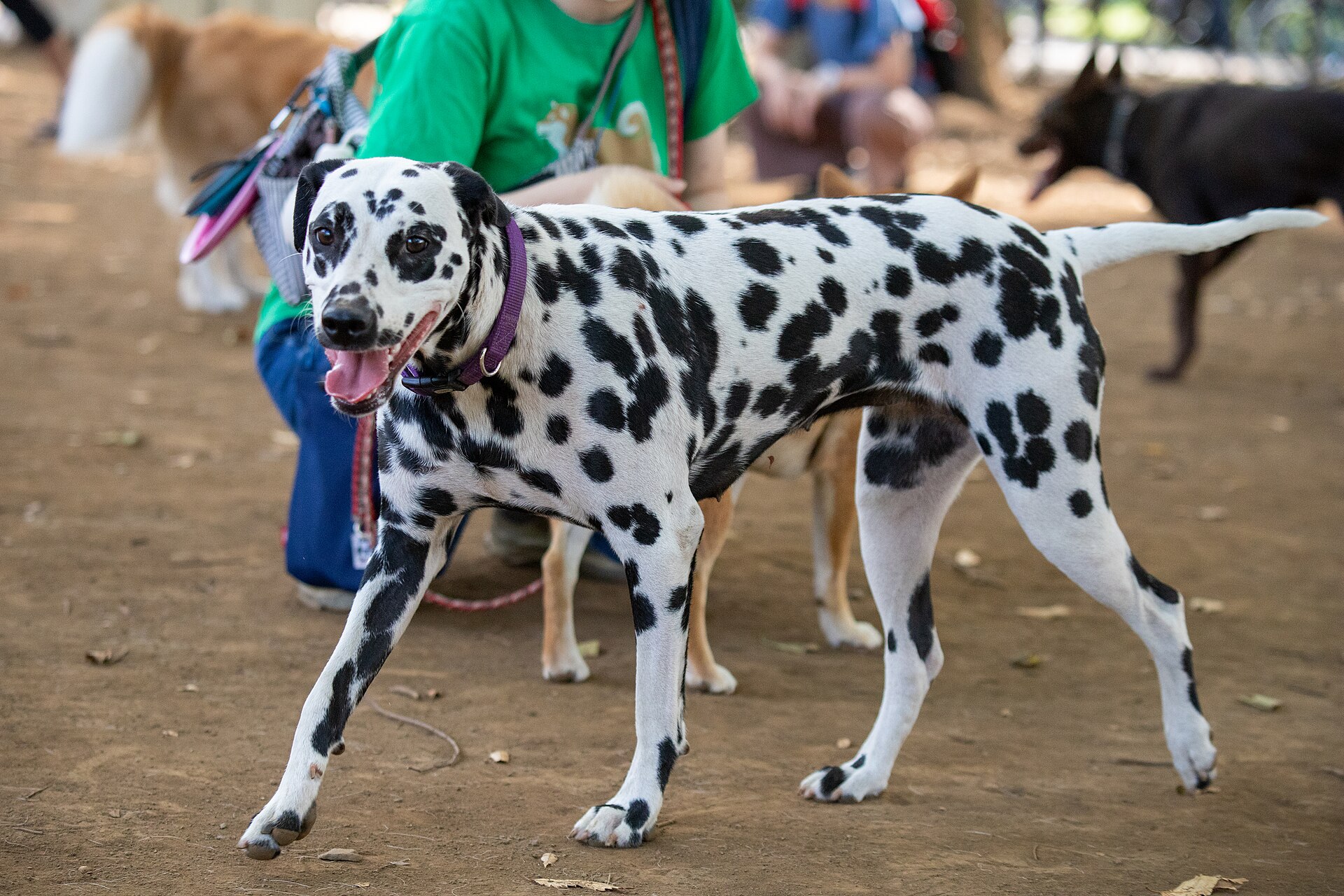 Dálmata adulto — cão de companhia e de corrida, porte médio-grande