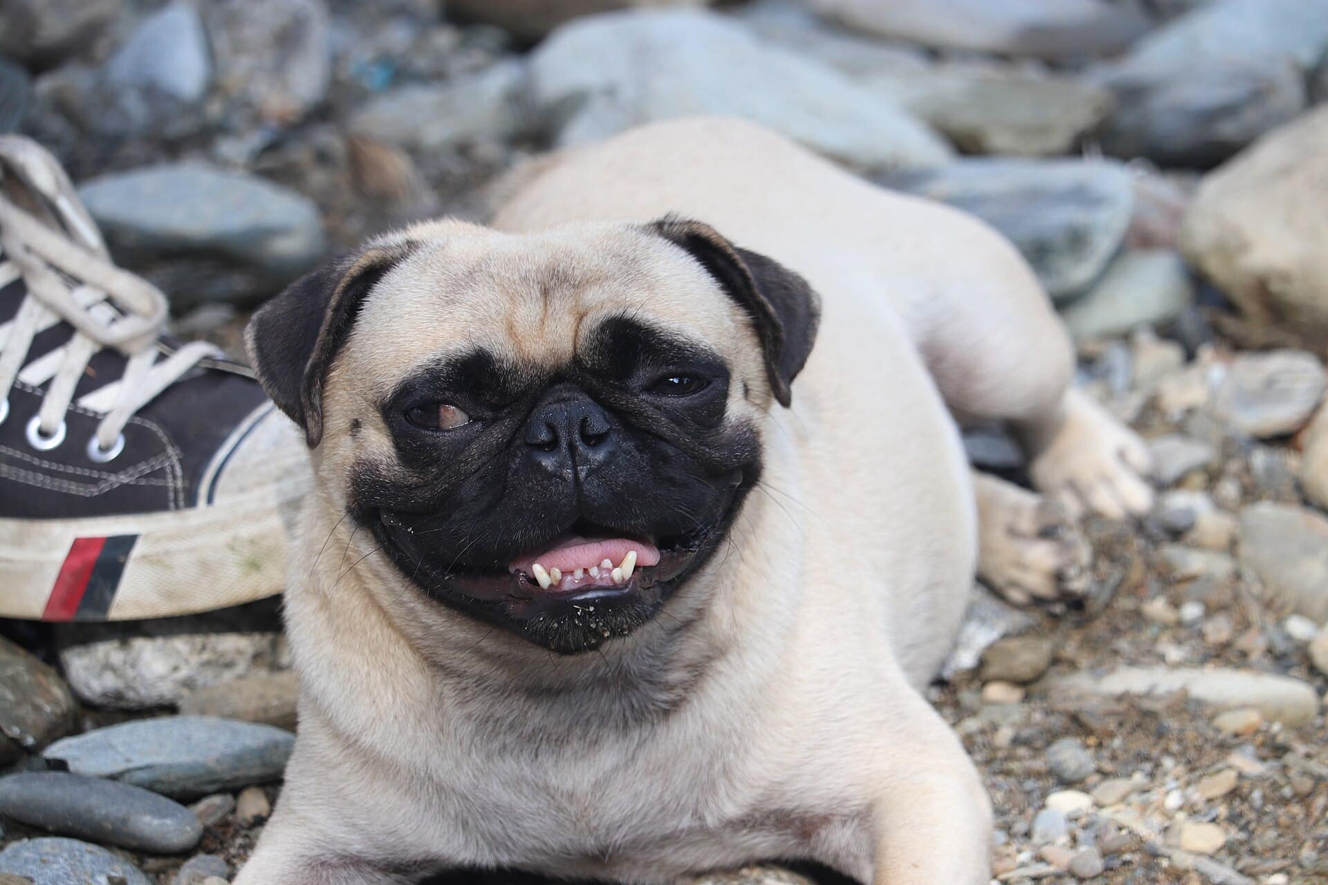 Pug adulto — cão de companhia, porte pequeno