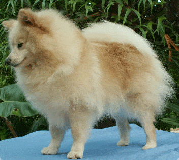 Spitz Alemão (Lulu da Pomerânia) adulto — spitz e tipo primitivo, porte miniatura a médio