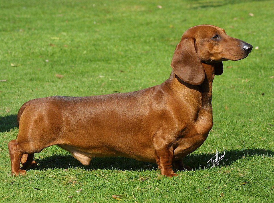 Teckel adulto — cão de caça de toca (teckel), porte pequeno (standard, miniatura e kaninchen)