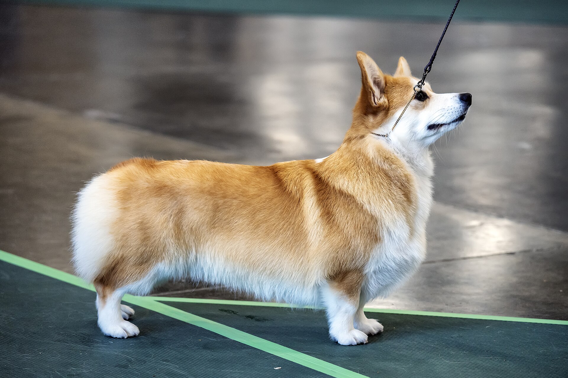 Welsh Corgi Pembroke adulto — cão de pastor, porte pequeno