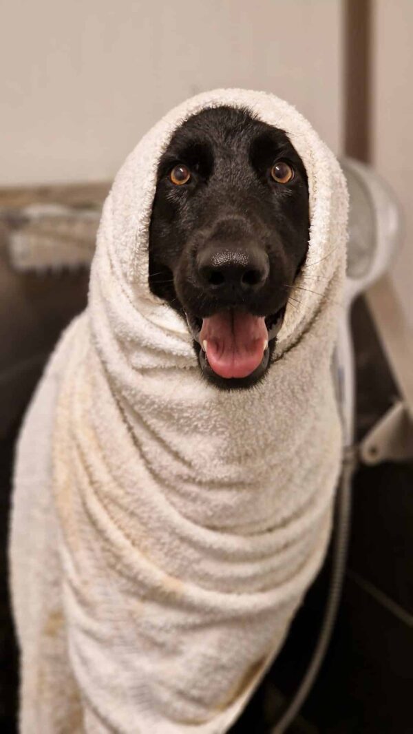 Cão preto enrolado numa toalha depois do banho no Dog Eco Resort
