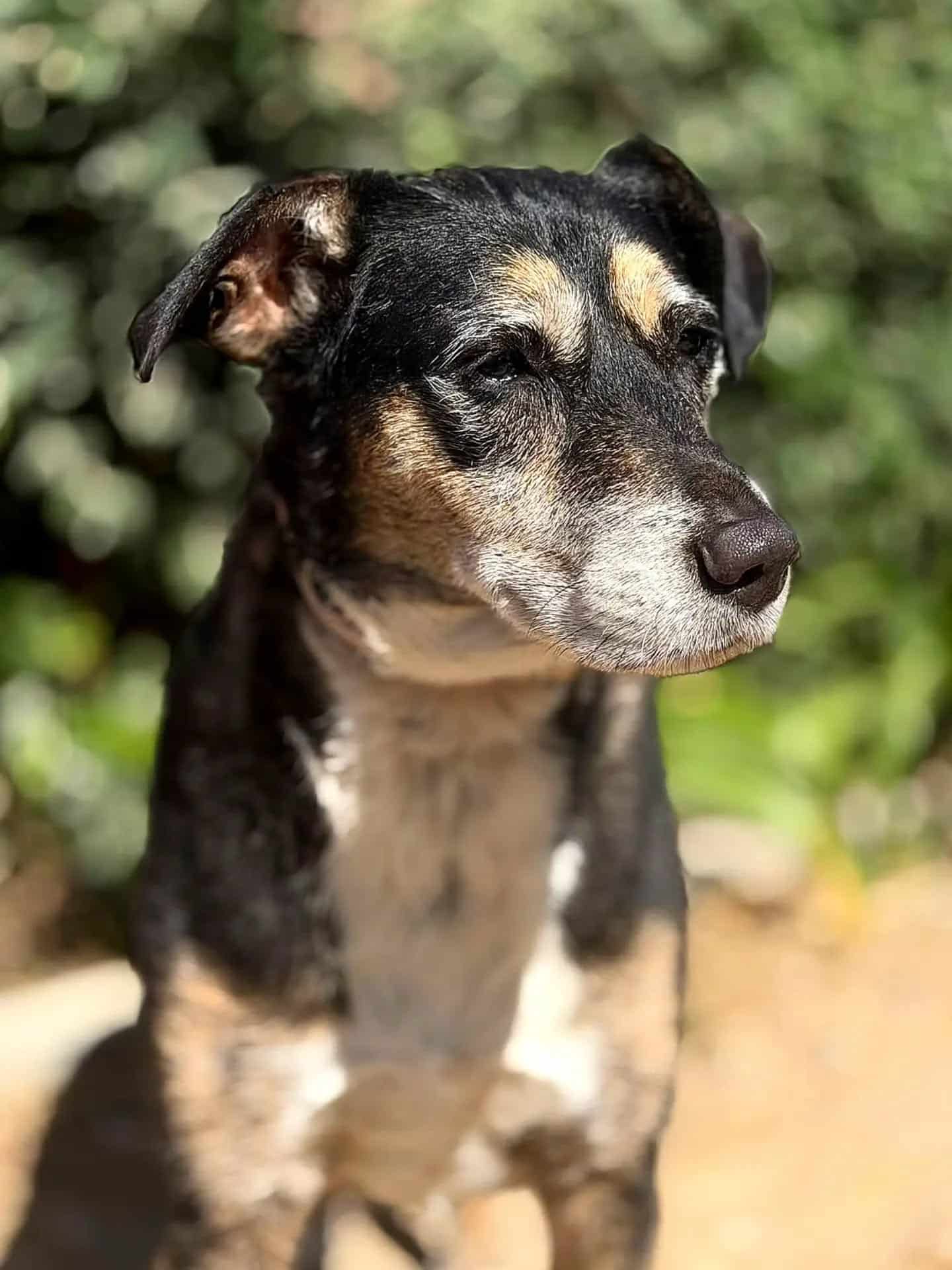 Cão sénior de focinho grisalho, sereno, no Dog Eco Resort