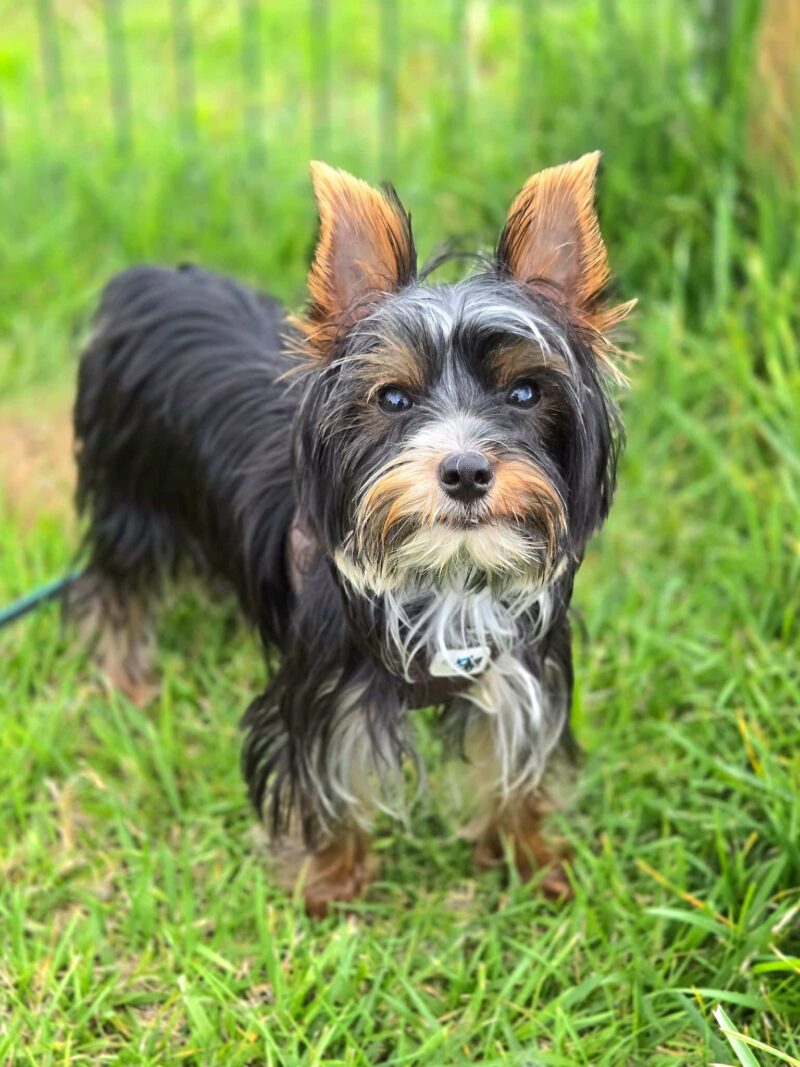Yorkshire Terrier sénior, de focinho grisalho, de pé no relvado do Dog Eco Resort