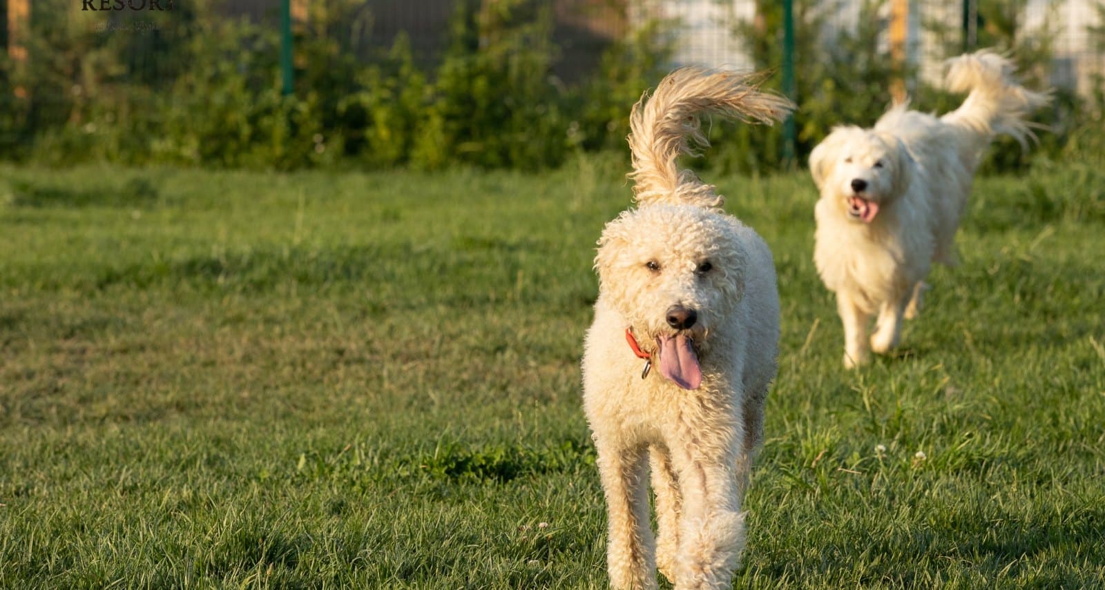 Dois doodles a passear no parque do Dog Eco Resort