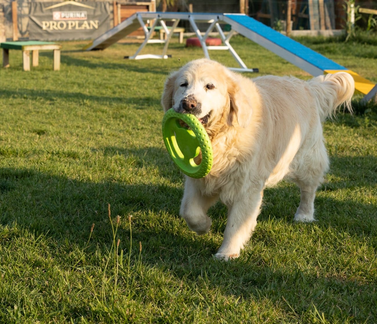 Golden retriever com um frisbee no parque de agility do Dog Eco Resort