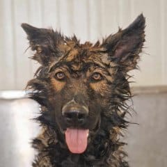 Cão a meio do banho no Grooming do Dog Eco Resort